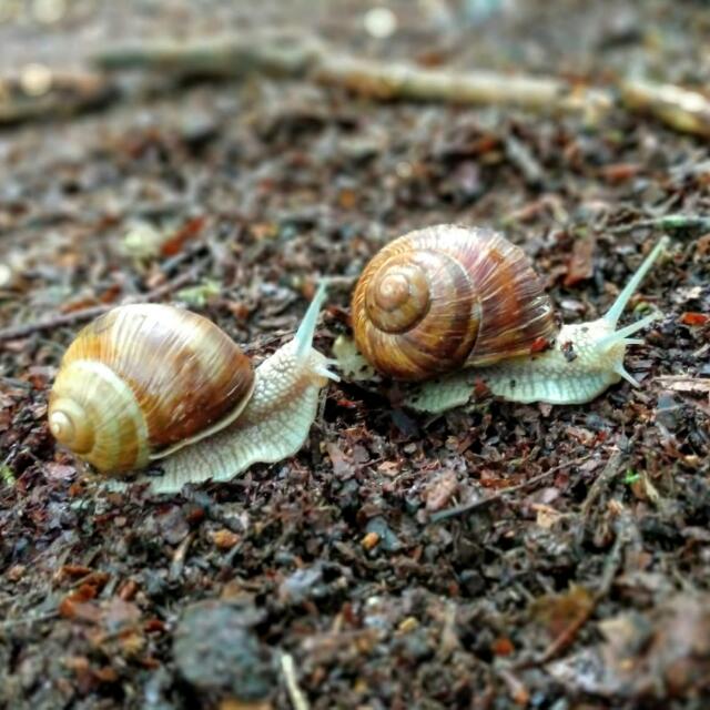 Waldspielgruppe